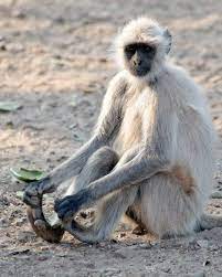 Gray O Hanuman Langur Touching His Feet Monkey Facts And Information Animals Beautiful Monkey See Monkey Do Primates
