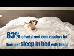 Should You Let Your Dog Sleep In Your Bed Youtube