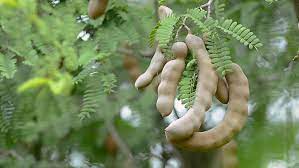 Officinalis hook.), of the family leguminosae. Tamarind Fruit Tree Stock Footage Video 100 Royalty Free 1021165786 Shutterstock