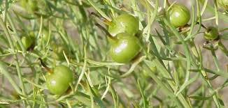 = عود لقماري الرانج , النارجيل………. ÙÙˆØ§Ø¦Ø¯ Ø§Ù„Ø­Ø±Ù…Ù„ Ø§Ù„Ø·Ø¨ÙŠØ© Ù…ÙˆÙ‚Ø¹ Ù…ØµØ§Ø¯Ø±