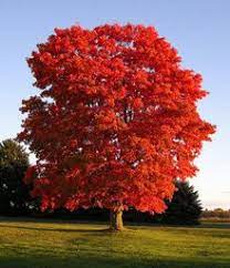 Summer Red Maple Fast Growing Shade Trees Fast Growing Trees Red Maple Tree