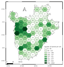 Image result for Virectaria major