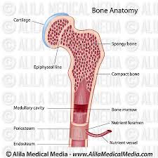 Most think that bone is a dead tissue, but this is not the case. Alila Medical Media Bone Structure Unlabeled Diagram Medical Illustration