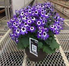 Image result for Pericallis