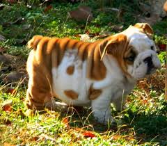 Bulldog Kopegi Yavrusu Bulldog Kopek Hayvanlar
