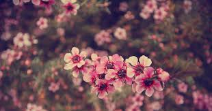 Gambar Wallpaper Bunga Keyboard Top Hd Flowers Tumblr Wallpaper Flowers Hd 2631 87 Kb Berkilau Wallpaper Animasi Bung Wallpaper Bunga Bunga Menggambar Bunga