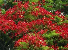 Flowering trees are great for the color, the pop factor, russell says. Delonix Flame Tree Care Where Do Flame Trees Grow