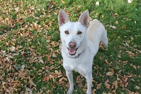 Sign up for news, stories, and more delivered to your inbox monthly! Available Dogs Central Dakota Humane Society