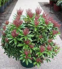 Image result for Pieris japonský obrázek