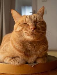 Black And Orange Tabby Kitten 180 Orange Tabby Cat Names Orange Tabby Cats Orange Cats Tabby Cat Names