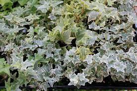アイビー ヘデラ の育て方 植え替えや剪定 枯れる原因は Horti ホルティ By Greensnap