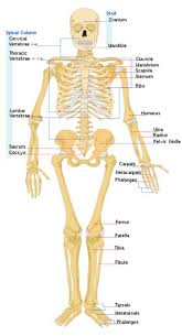 Jul 29, 2020 · the cardiovascular system consists of the heart, blood vessels, and the approximately 5 liters of blood that the blood vessels transport. Skeletal System Anatomy Physiology Schoolworkhelper