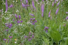 Image result for Vernonia smithiana
