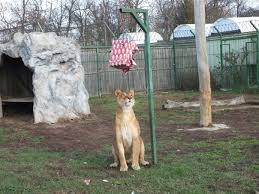 Program de calarie pe ponei in manej si plimbari cu trasura: Zi FestivÄ La GrÄdina ZoologicÄ Din Oradea Animalele Vizitate De Mos CrÄciun Au Primit Cadouri Colorate Foto