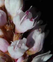 Image result for Persicaria hystricula