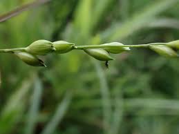 Image result for Acroceras zizanioides