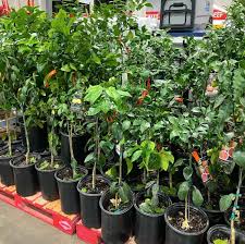The persian lime tree has been grown in california since the 19th century, but it has a complex origin. Costco Is Selling Huge Citrus Trees For 25 99 Eatingwell
