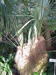 Image result for Coccothrinax