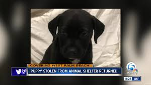 Organized by peggy adams animal rescue league and palm beach county animal care and control, the countdown 2 zero adoption event is a collaborative effort of over 20 local animal rescue organizations to save the lives of animals in palm beach county. Dog Adoption West Palm Beach