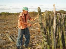 Cactus fence & construction, pearland, texas. Cactus Fence Travel Bliss