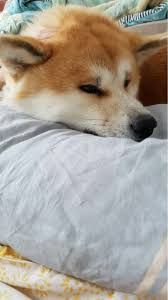 Pin On Akita Yuki