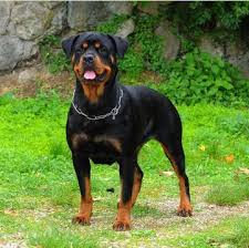 The rottweiler nearly went extinct in the 1800's, but today it has come back in popularity and is used as a police dog, guard dog, herd dog, and tracker. Rottweiler Puppies For Sale Adoptapet Com