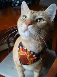 This Is Adorable Cat Bandana Thanksgiving Turkey Handkerchief Cat Neckerchief 5 00 Via Etsy Cat Bandana Cats Cat Holidays