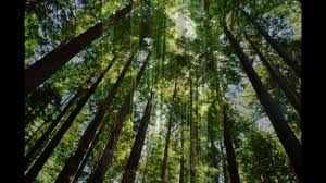 Resultado de imagen de imagenes de bosques de cantabria