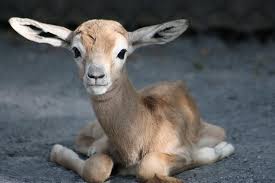 Baby Gazelle Baby Animals Cute Animals Zoo Babies