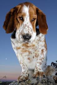 what if basset puppies goofy dog bassett hound