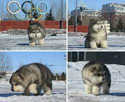 See more ideas about puppies, cute dogs, cute animals. 18 Cute And Chubby Puppies