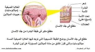 ميلانين الحبة السوداء ورفع المناعة فى مواجهة كورونا؟ Ø±ÙØ§Ø¯ Ø§ÙØ¹ÙÙÙ ÙÙÙ ÙÙÙØ§ÙÙÙ Melanin ØµØ¨Ø§Øº Pigment Ø£Ø³ÙØ¯ Ø£Ù Facebook