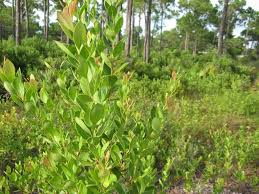 Image result for Rawsonia lucida