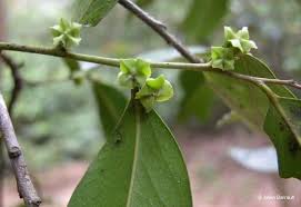 Image result for Diospyros
