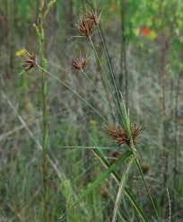 Image result for Rhynchospora rugosa
