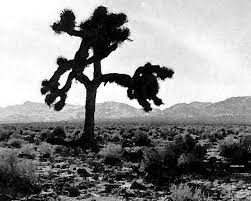 Maybe you would like to learn more about one of these? Joshua Tree Wallpaper Joshua Tree Joshua
