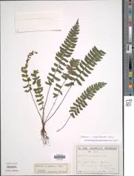Image result for Asplenium inaequilaterale