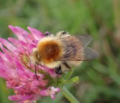 Image result for Bombus muscorum