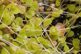 Image result for Utricularia arenaria