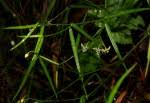 Image result for Periploca linearifolia