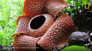 And unlike most plants, this flower does not use energy from the sun to make its own food. Flower Of Rafflesia Arnoldii Commonly Nicknamed Corpse Lily Grows To A Diameter Of Around One Meter And Smells Like A Rotting Meat Interestingasfuck