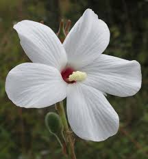Image result for Ipomoea turbinata