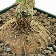 Image result for Dorstenia tayloriana