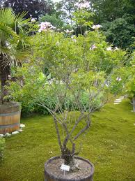 Image result for Podranea