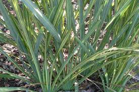 Image result for Phormiaceae