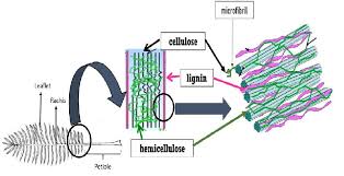 Check spelling or type a new query. The Structure Of Lignocellulosic Biomass Cellulose Is A Major Component Download Scientific Diagram