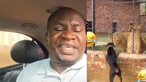 A dog barking at a caged Lion