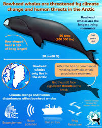 Image result for whale