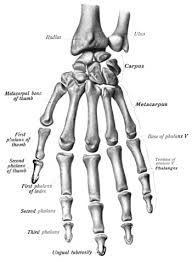 Apabila rangka dan otot kita ada yang rusak maka pergerakan kita pasti akan terganggu atau tidak normal lagi. Ibu Jari Wikipedia Bahasa Indonesia Ensiklopedia Bebas