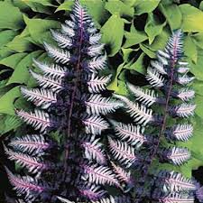 Image result for Athyrium newtonii